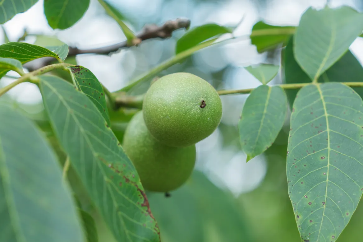 The Lander Walnut Groves
