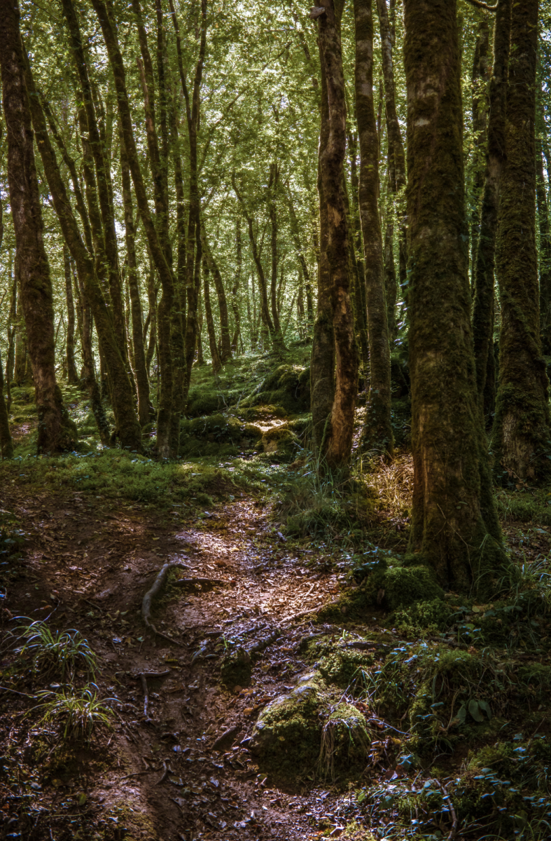 Périgord Forest