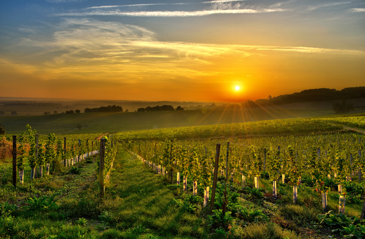 Bergerac Vineyard