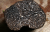Périgord truffle