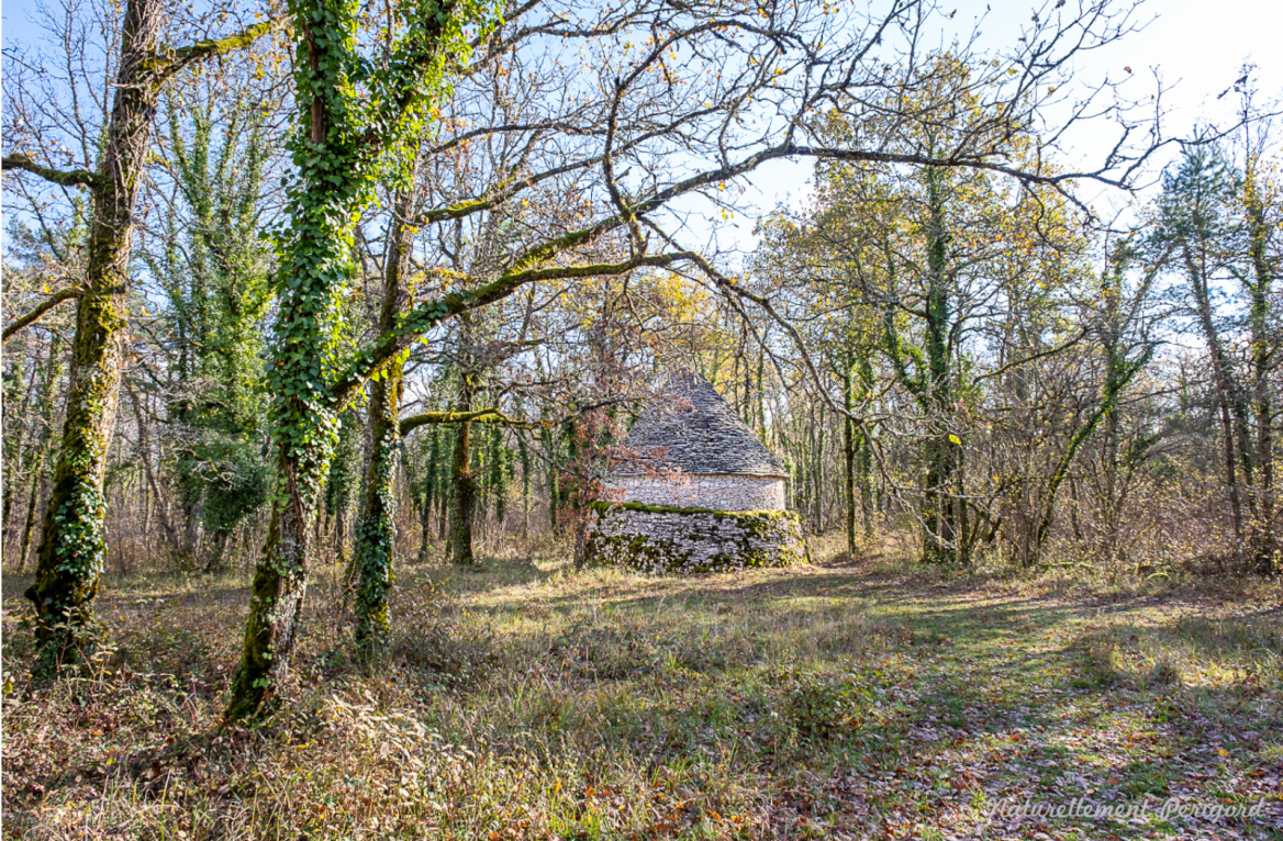 forest causse de l'isle