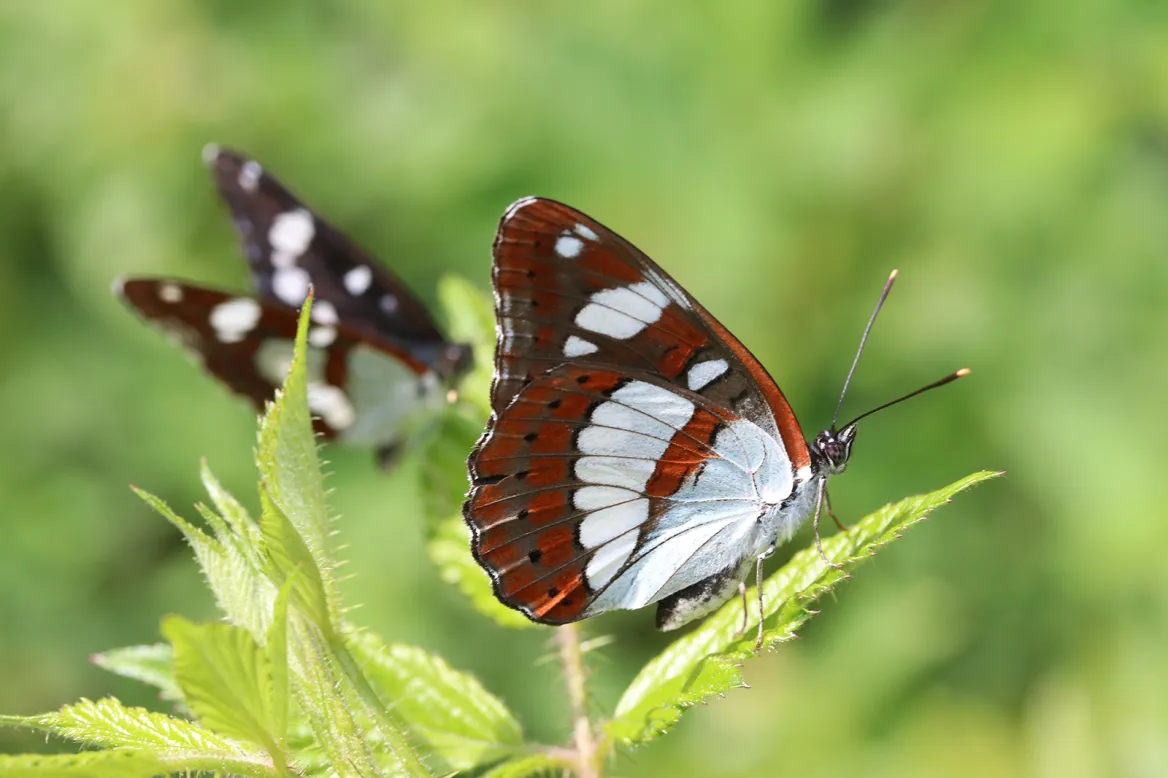Papillons
