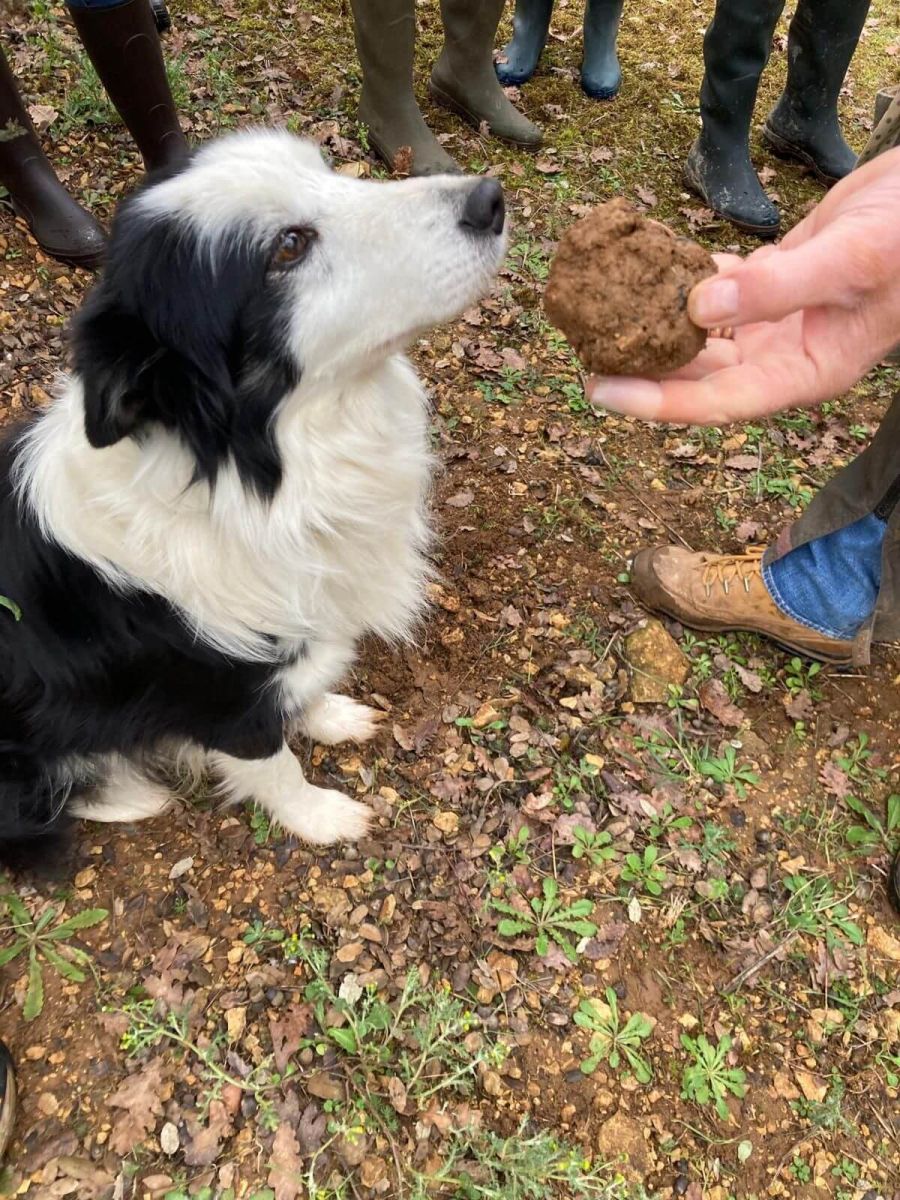 The Heights of Saint Vincent Black Perigord