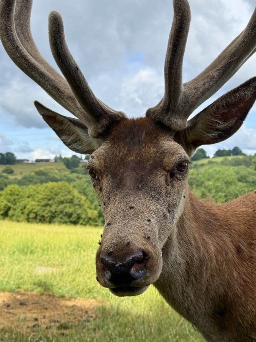 Deer