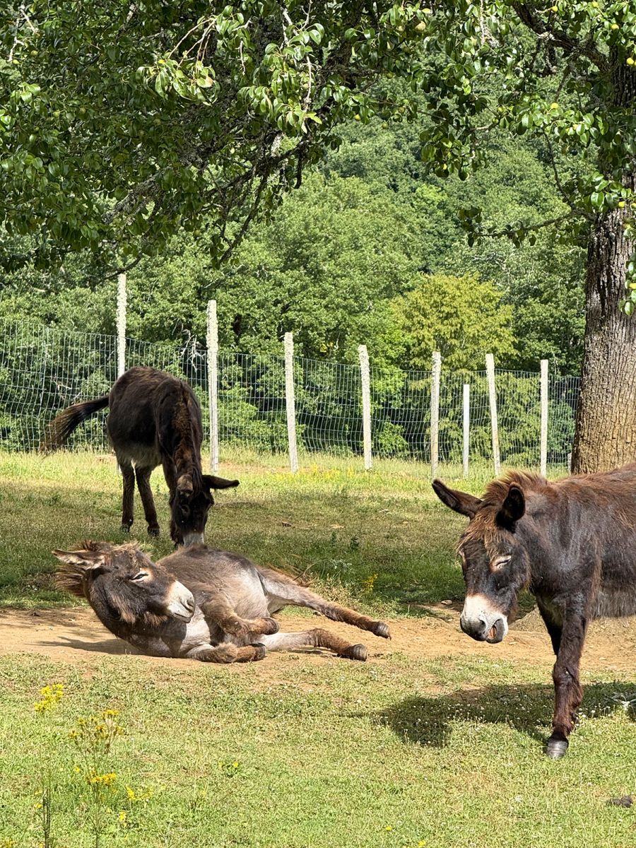 Donkeys