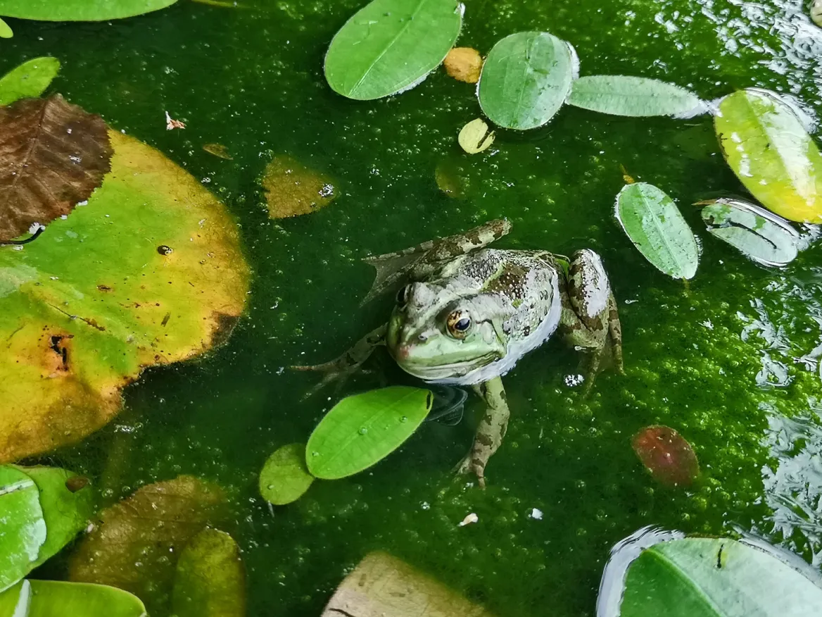 Water gardens