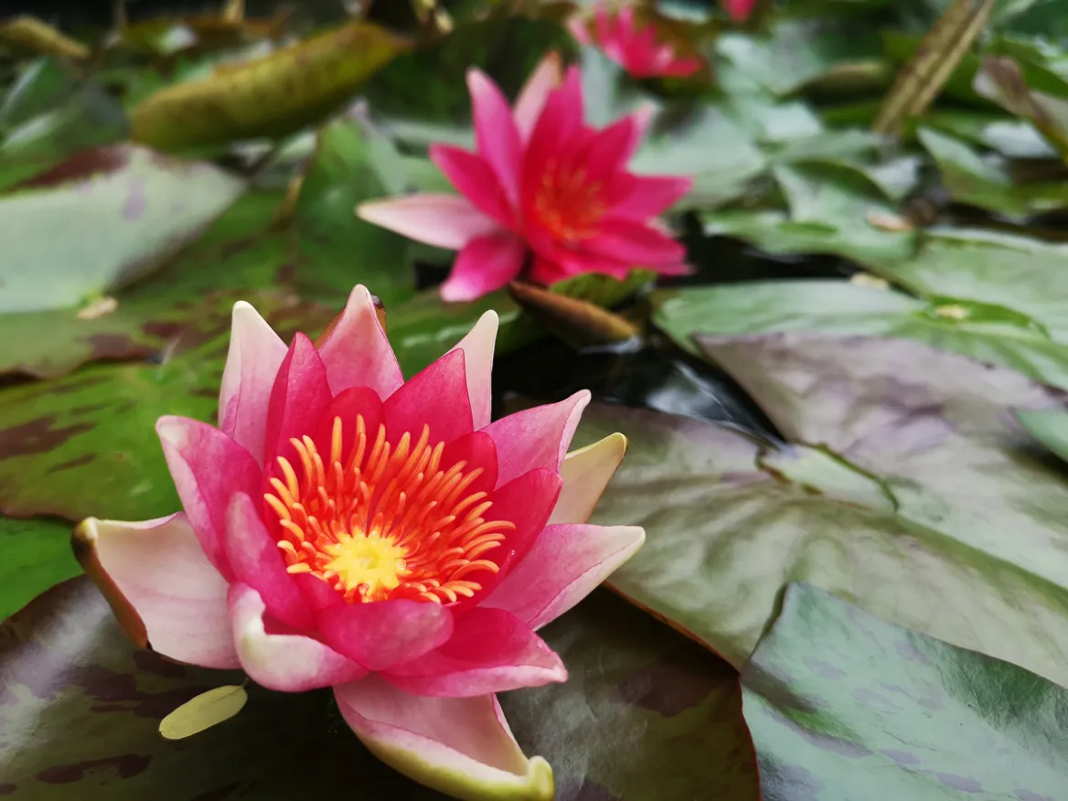 Water gardens