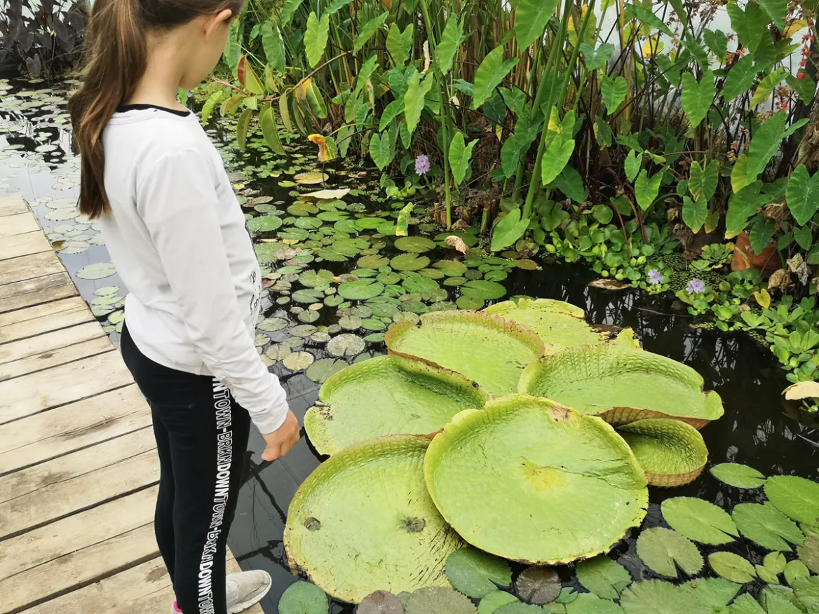 Water gardens