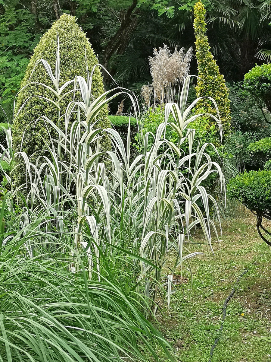 The bamboos of Planbuisson