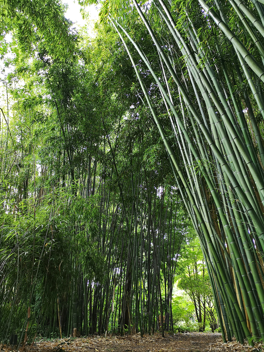 The bamboos of Planbuisson