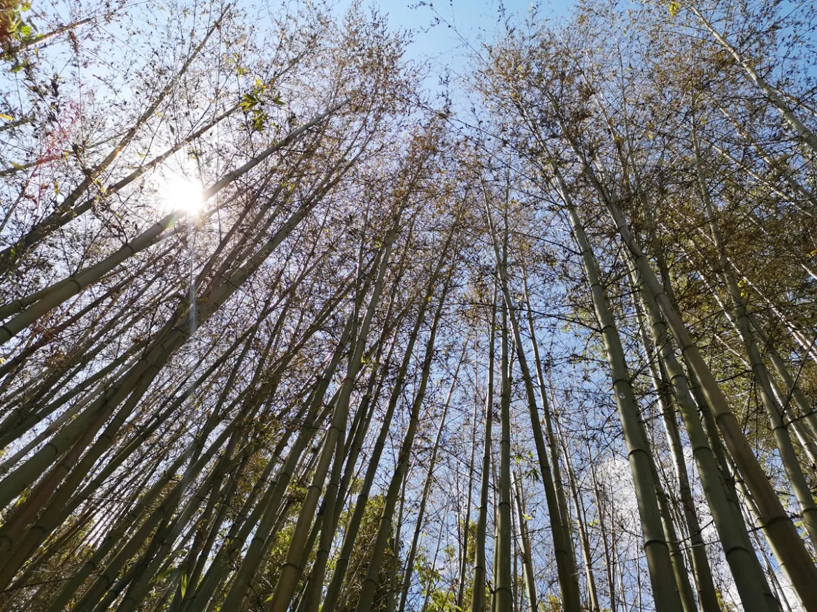 The bamboos of Planbuisson