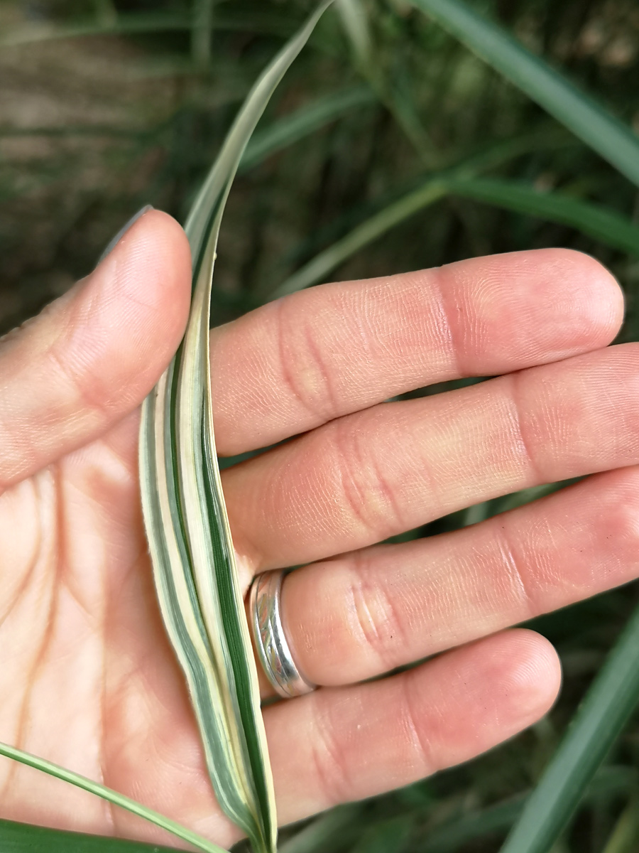 The bamboos of Planbuisson