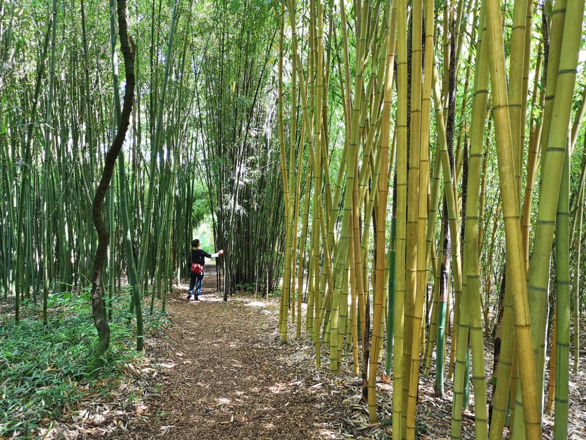 The bamboos of Planbuisson