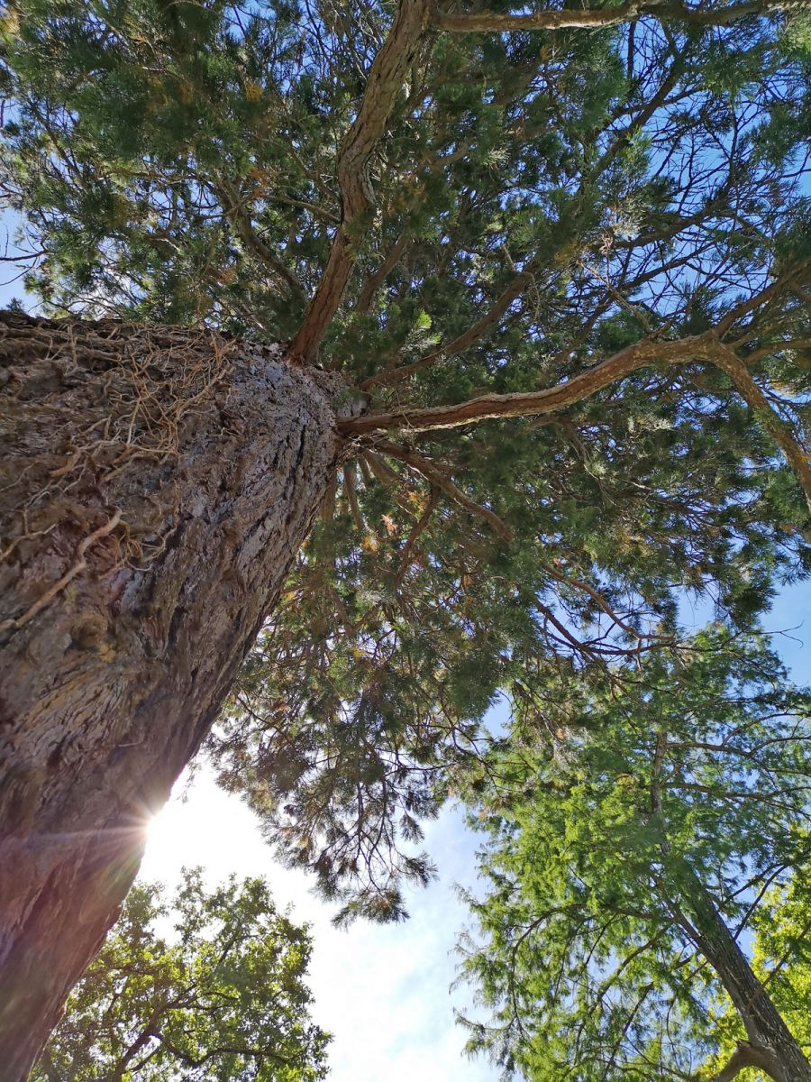 Campagne Arboretum