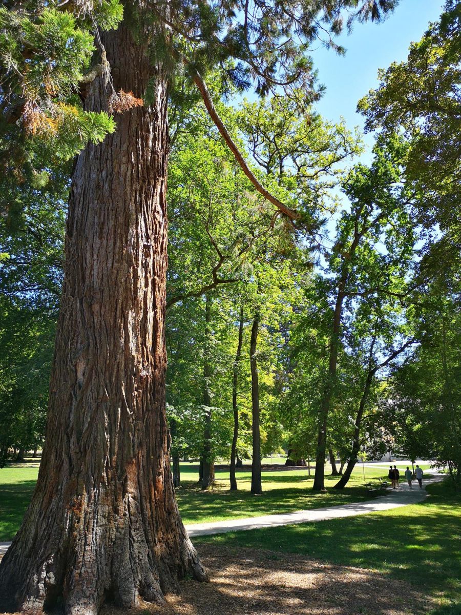 Campagne Arboretum