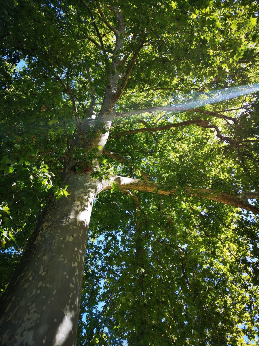 Campagne Arboretum