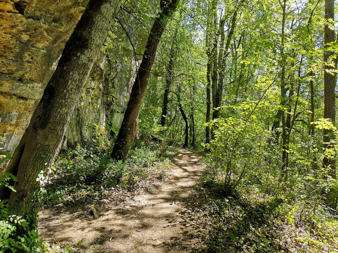 National countryside forest