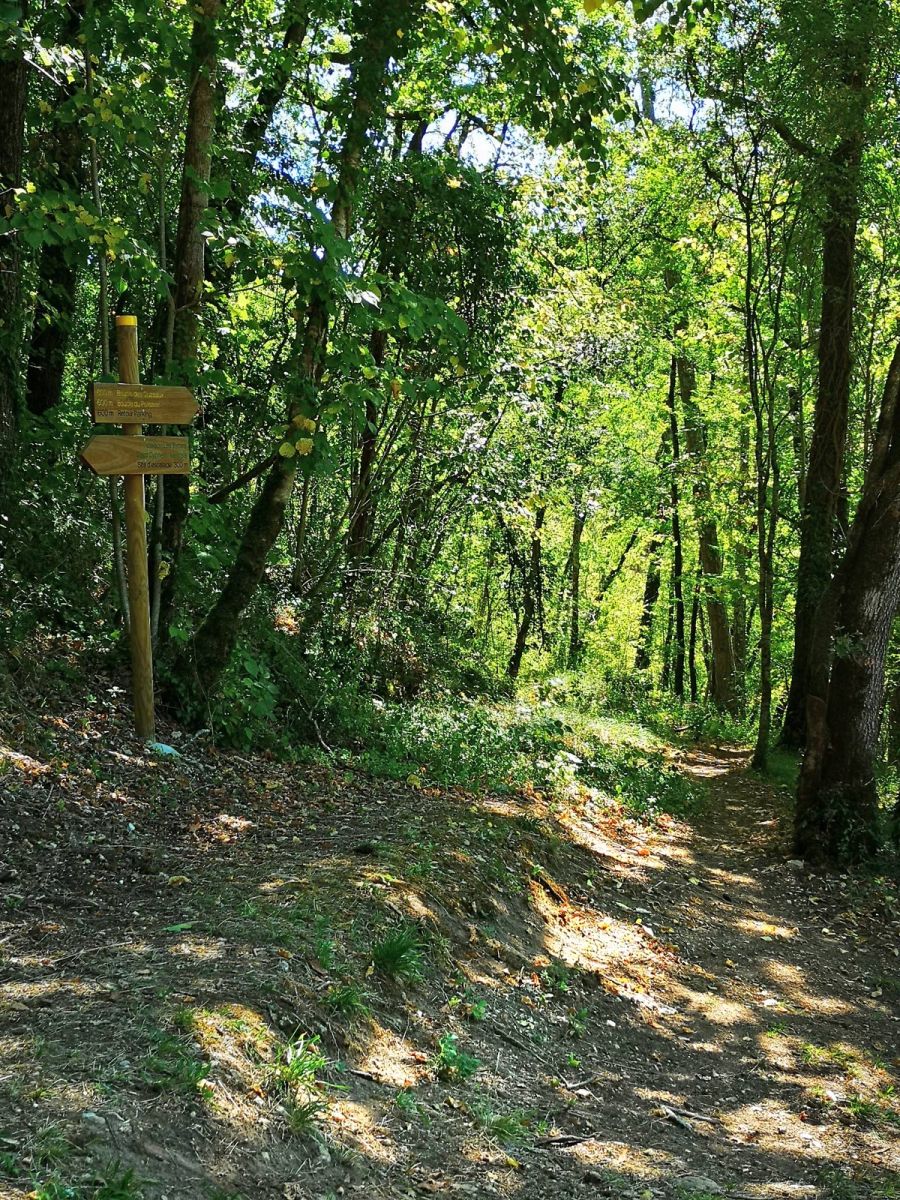 National countryside forest