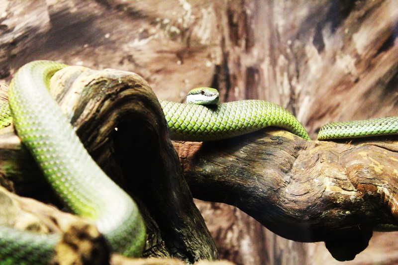 Le zoo de Mescoulès