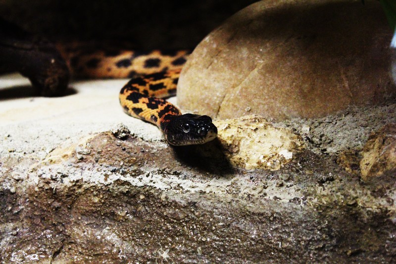 Le zoo de Mescoulès