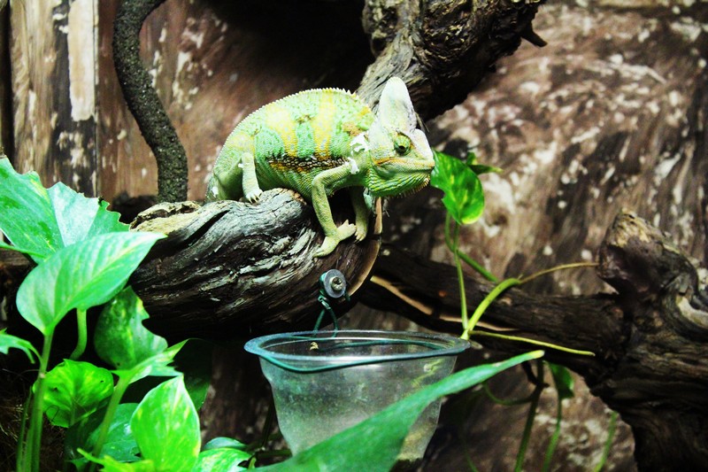 Le zoo de Mescoulès