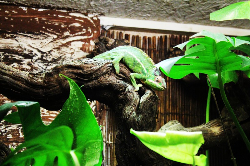 Le zoo de Mescoulès