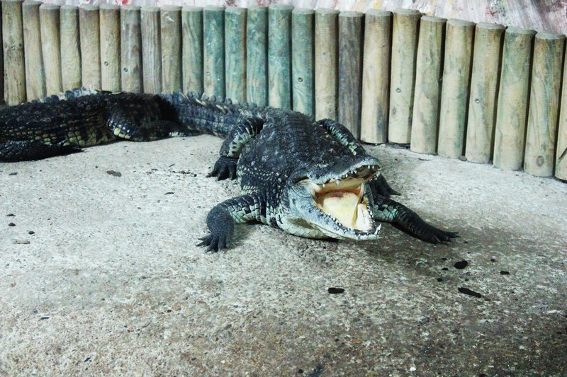 Le zoo de Mescoulès