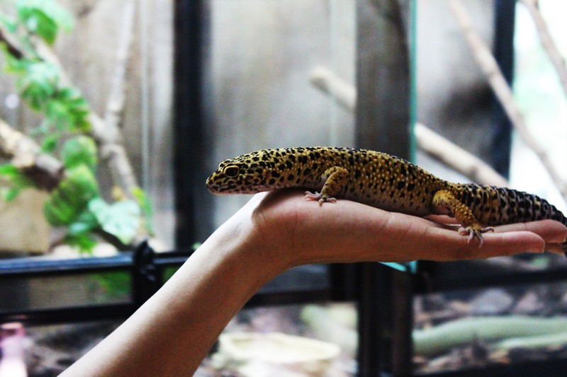 Le zoo de Mescoulès