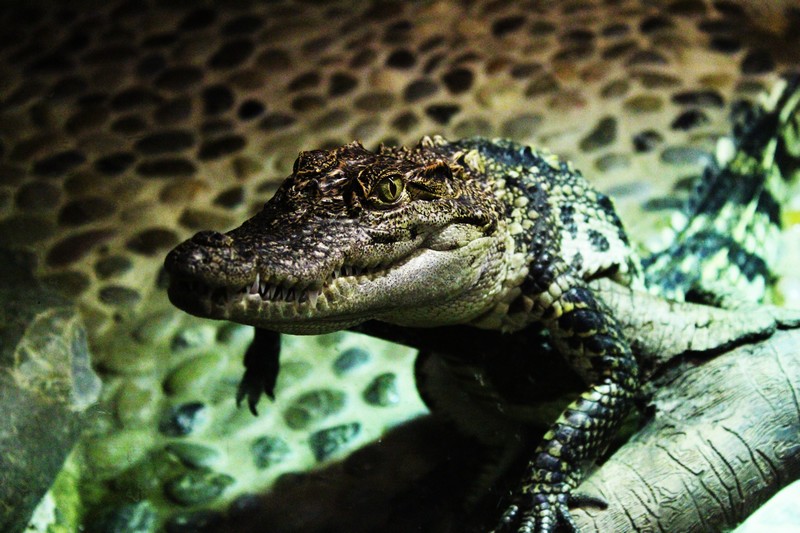 Le zoo de Mescoulès