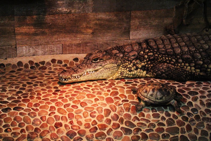 Le zoo de Mescoulès
