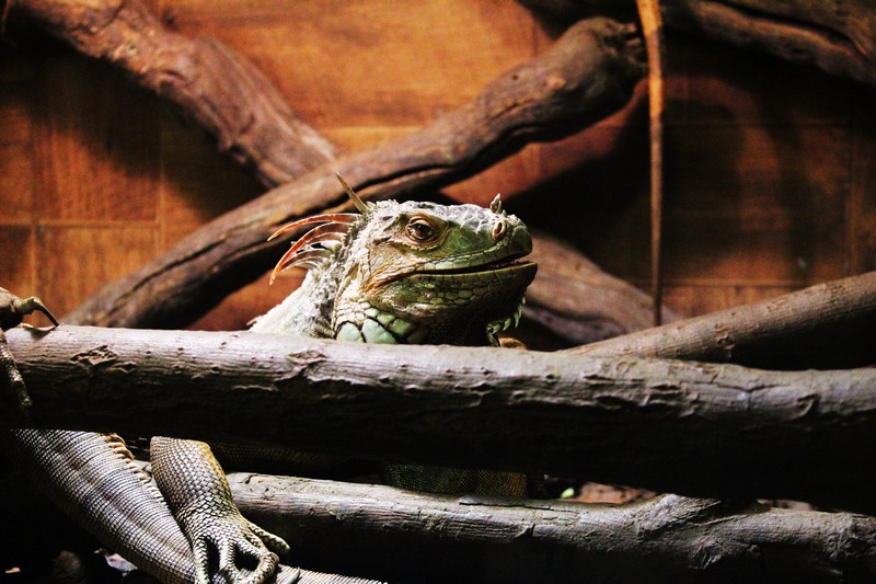 Le zoo de Mescoulès