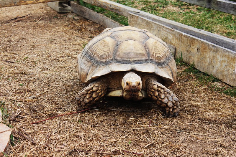 Le zoo de Mescoulès