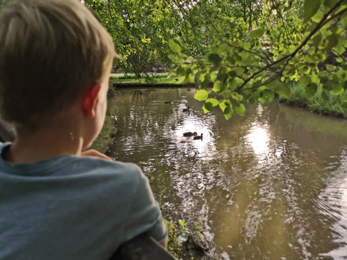 The ducks of the bournat