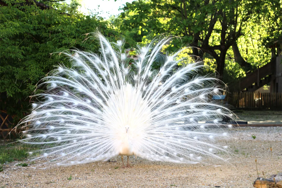 Leon the Peacock