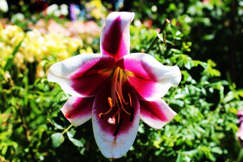 Les jardins du manoir dEyrignac