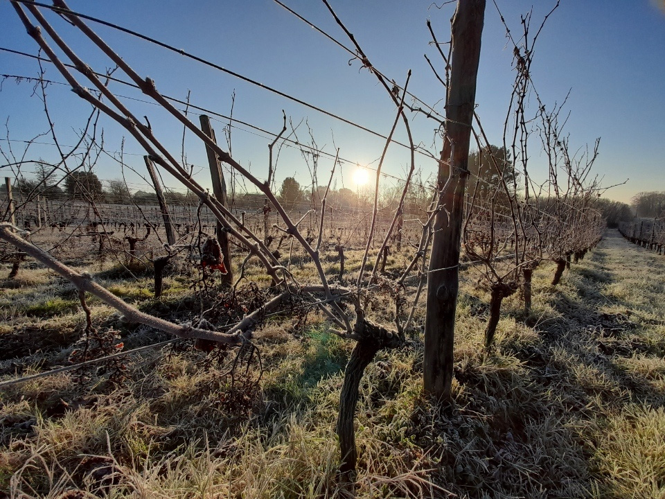 Savourer des vins de terroir d'exception à Queyssac - Savourer des vins de terroir d'exception à Queyssac
