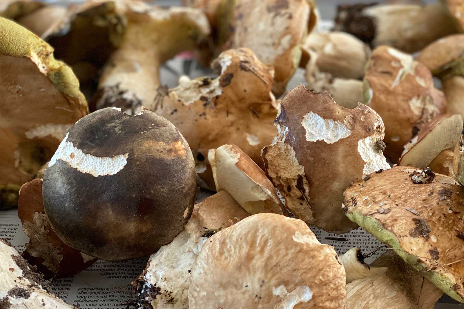 porcini mushrooms