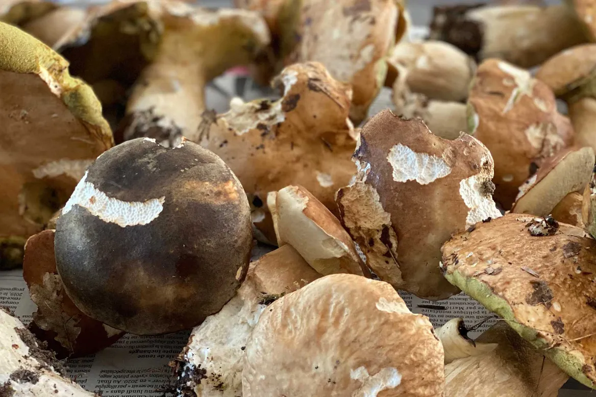 porcini mushrooms